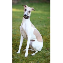 Malindi Leather Beaded Greyhound/Whippet Collar