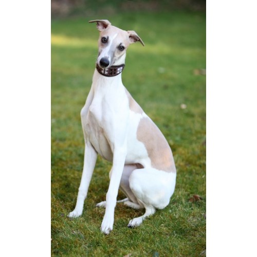 Malindi Leather Beaded Greyhound/Whippet Collar