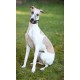 Malindi Leather Beaded Greyhound/Whippet Collar