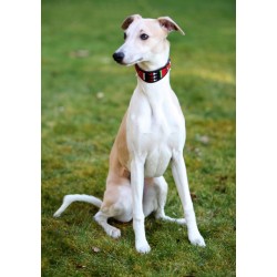 Kilimanjaro Leather Beaded Greyhound/Whippet Collar