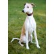 Jambo Leather Beaded Greyhound/Whippet Collar